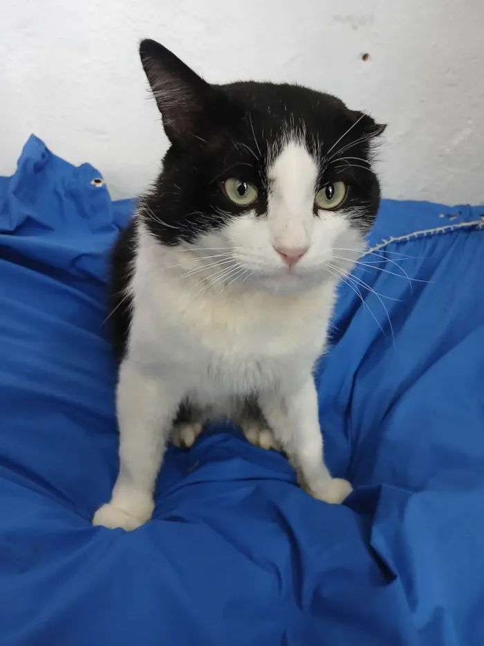 Gato ra a SRD-ViraLata idade 2 anos nome Frajola
