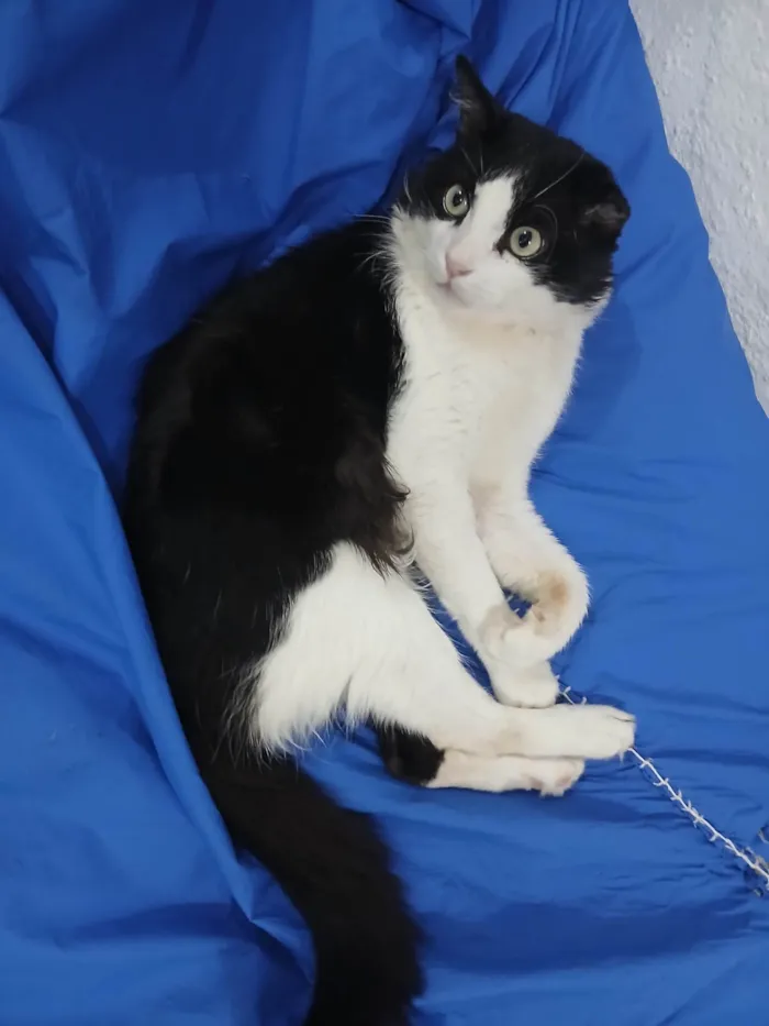 Gato ra a SRD-ViraLata idade 2 anos nome Frajola