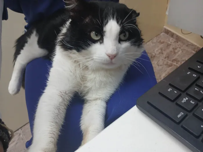 Gato ra a SRD-ViraLata idade 2 anos nome Frajola