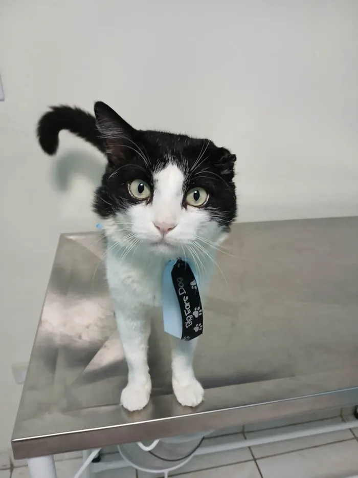 Gato ra a SRD-ViraLata idade 2 anos nome Frajola
