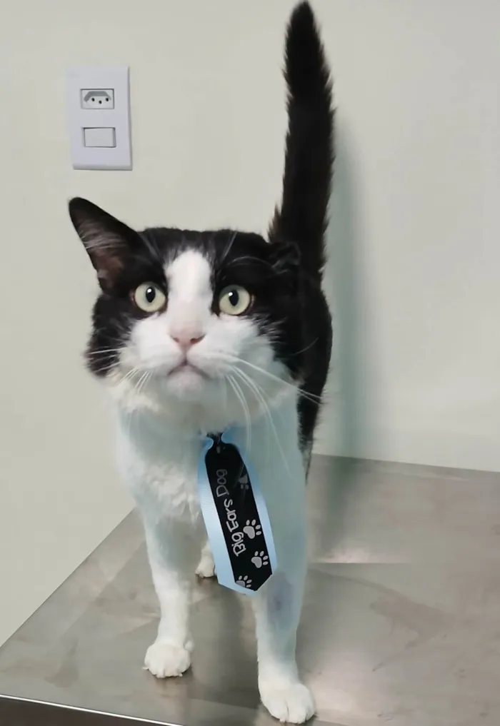 Gato ra a SRD-ViraLata idade 2 anos nome Frajola