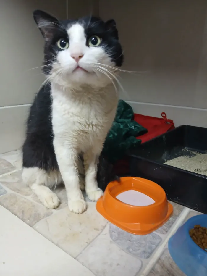 Gato ra a SRD-ViraLata idade 2 anos nome Frajola