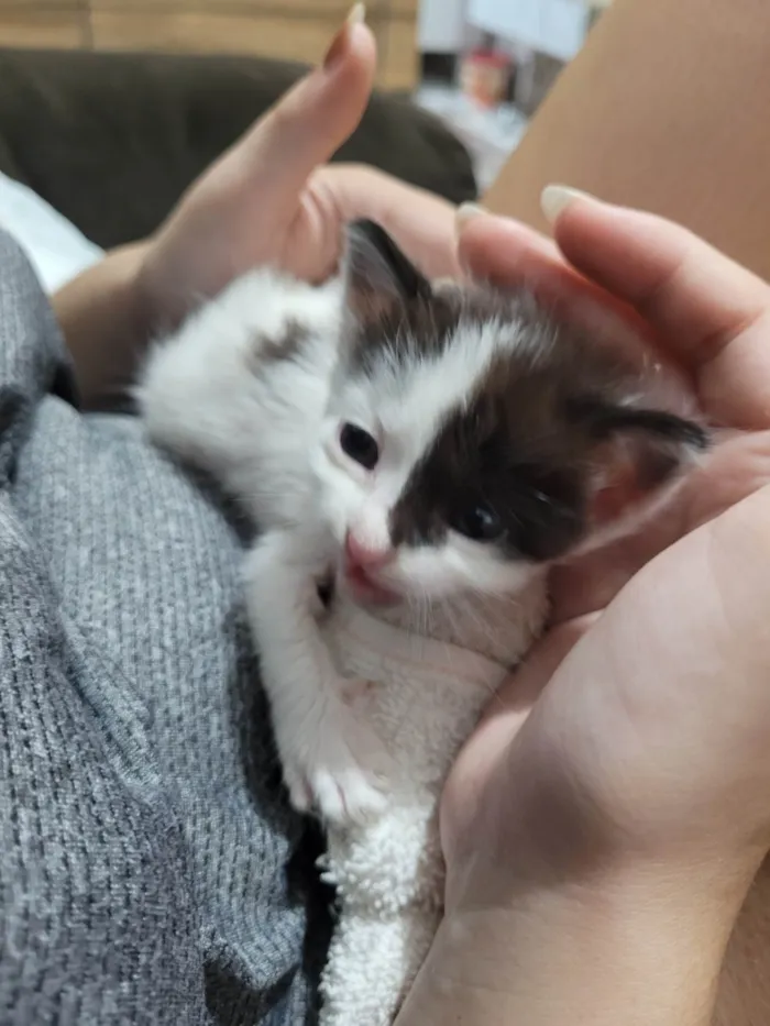 Gato ra a SRD-ViraLata idade Abaixo de 2 meses nome Chico