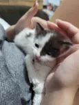 Chico