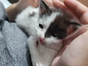 Gato raça SRD-ViraLata idade Abaixo de 2 meses nome Chico