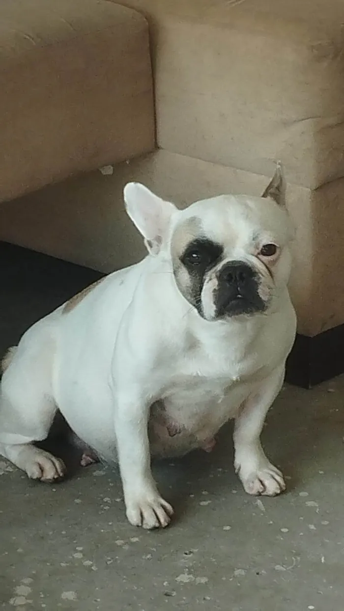 Cachorro ra a Bulldog idade 5 anos nome Morgana