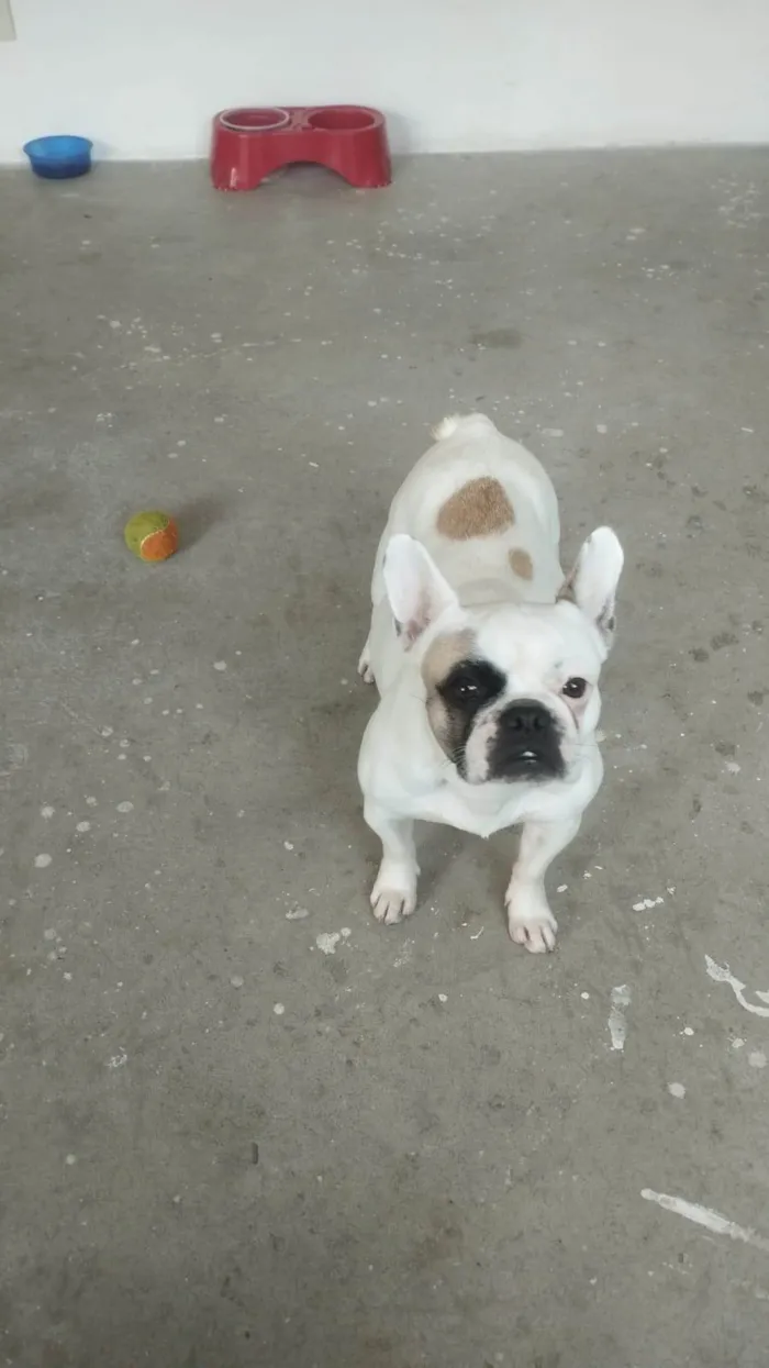 Cachorro ra a Bulldog idade 5 anos nome Morgana