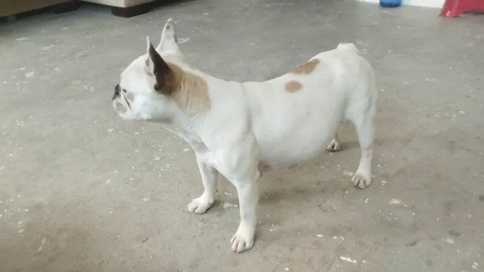 Cachorro ra a Bulldog idade 5 anos nome Morgana