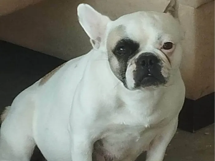 Cachorro ra a Bulldog idade 5 anos nome Morgana