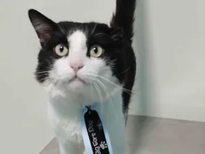 Gato raça SRD-ViraLata idade 2 anos nome Frajola