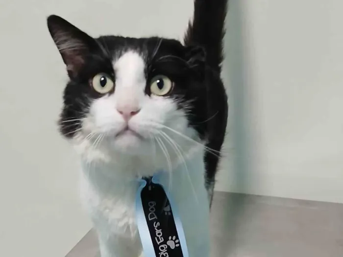 Gato ra a SRD-ViraLata idade 2 anos nome Frajola