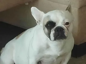 Cachorro raça Bulldog idade 5 anos nome Morgana