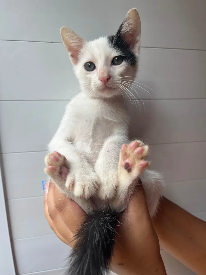 Gato ra a SRD-ViraLata idade Abaixo de 2 meses nome Gatinhos 1 e 2