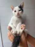 Gatinhos 1 e 2