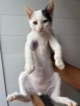 Gatinhos 1 e 2