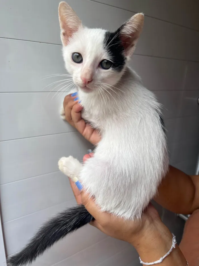 Gato ra a SRD-ViraLata idade Abaixo de 2 meses nome Gatinhos 1 e 2