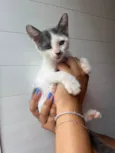 Gatinhos 1 e 2