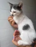 Gatinhos 1 e 2