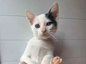 Gato raça SRD-ViraLata idade Abaixo de 2 meses nome Gatinhos 1 e 2
