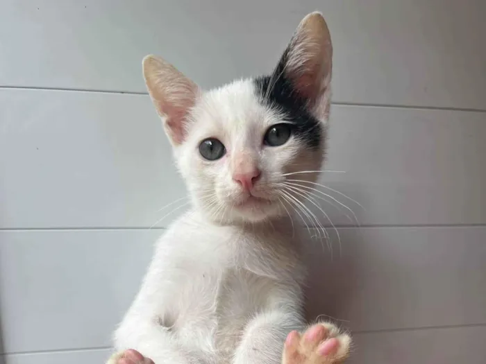 Gato ra a SRD-ViraLata idade Abaixo de 2 meses nome Gatinhos 1 e 2