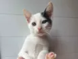 Gatinhos 1 e 2