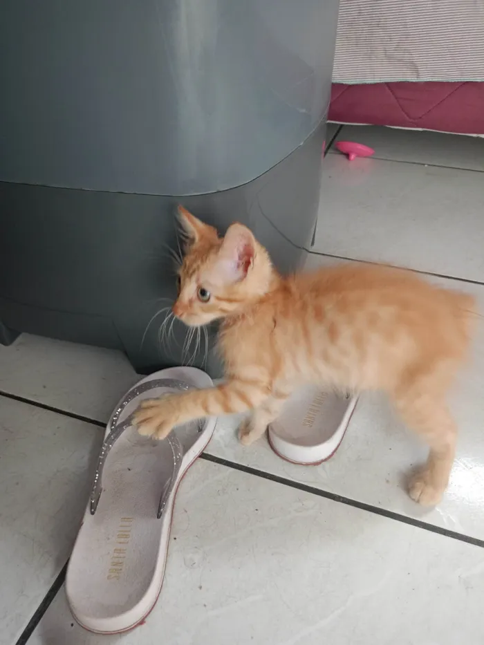 Gato ra a Persa idade 2 a 6 meses nome Lua