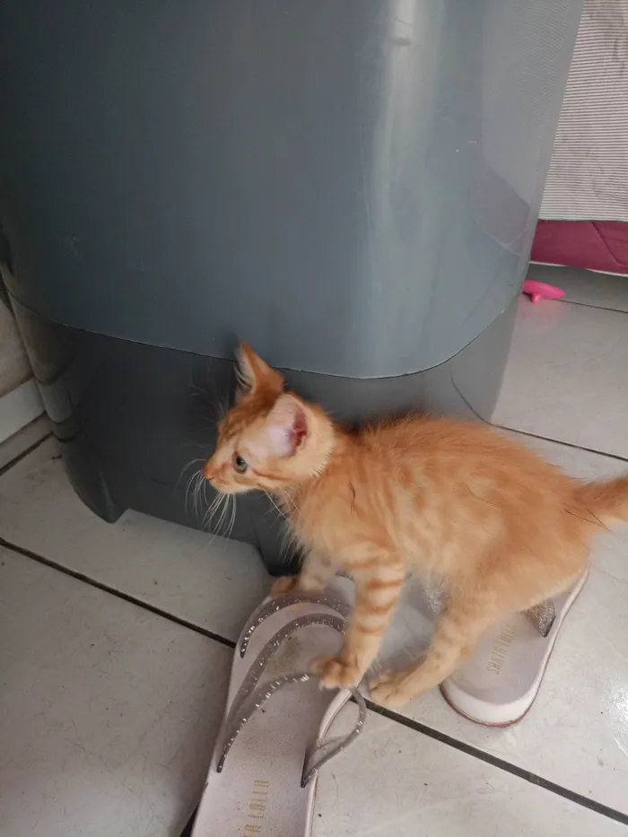 Gato ra a Persa idade 2 a 6 meses nome Lua
