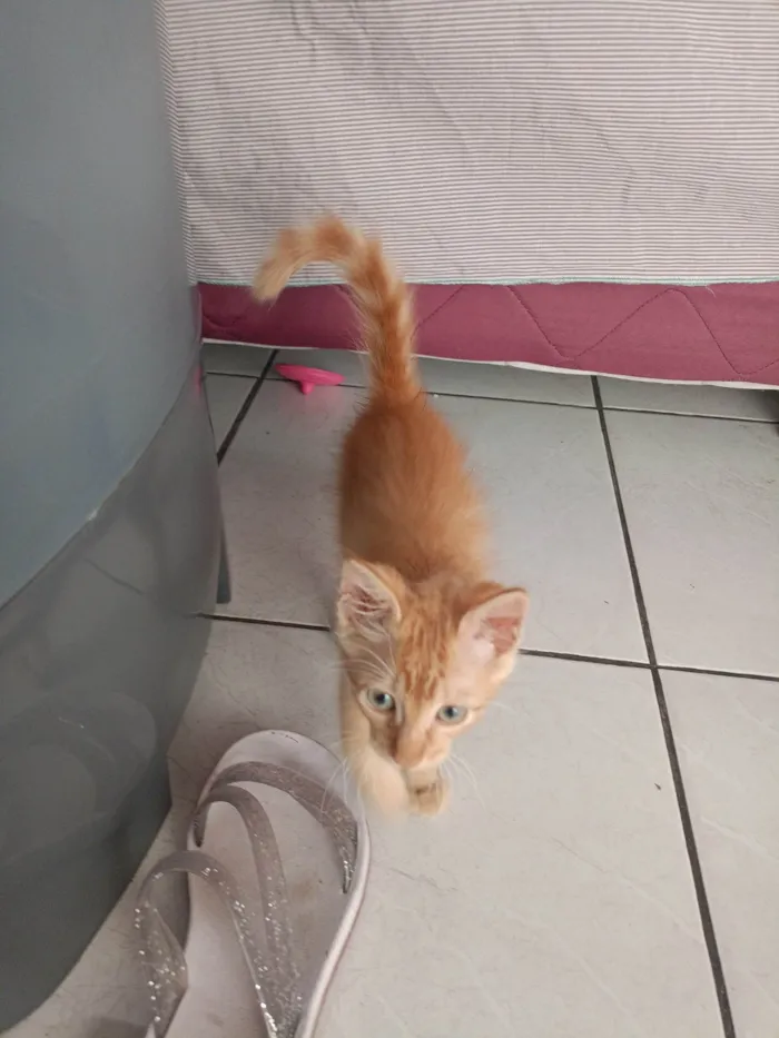 Gato ra a Persa idade 2 a 6 meses nome Lua