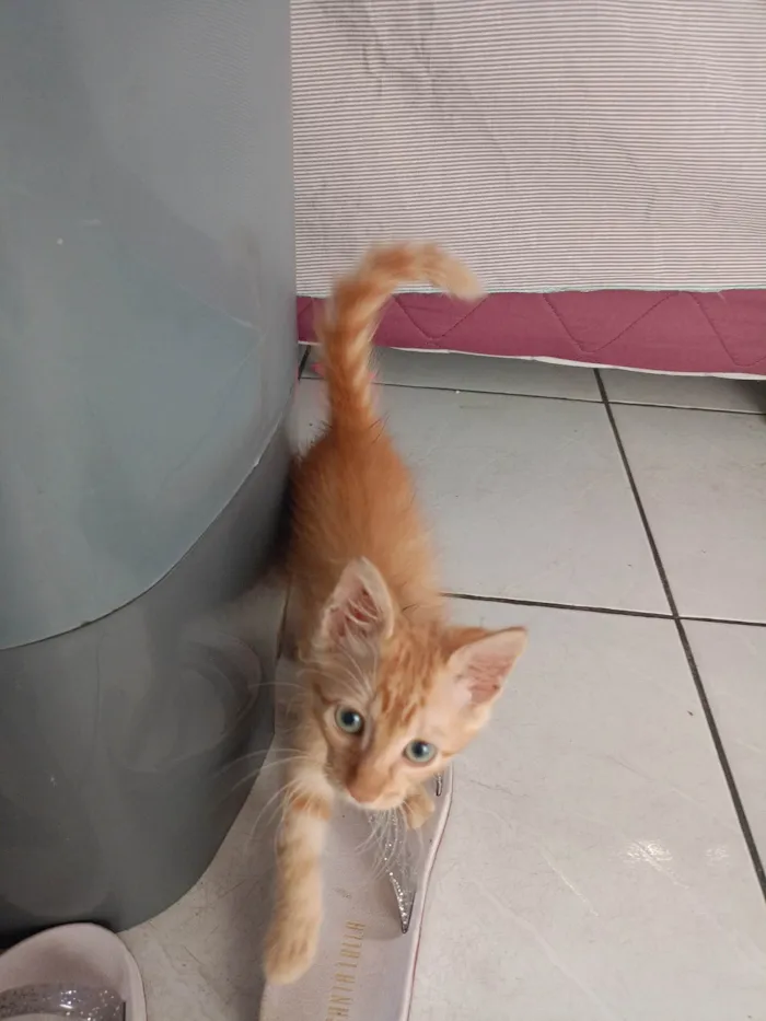 Gato ra a Persa idade 2 a 6 meses nome Lua
