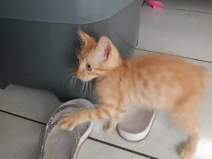 Gato raça Persa idade 2 a 6 meses nome Lua