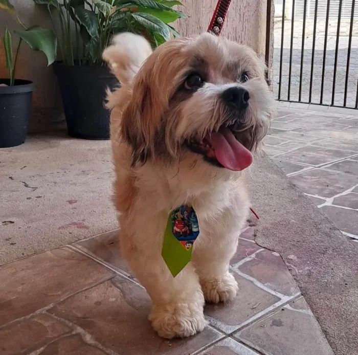 Cachorro ra a Lhasa Apso idade 1 ano nome Fred