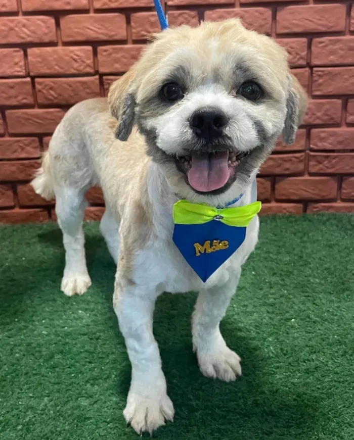 Cachorro ra a Lhasa Apso idade 1 ano nome Fred