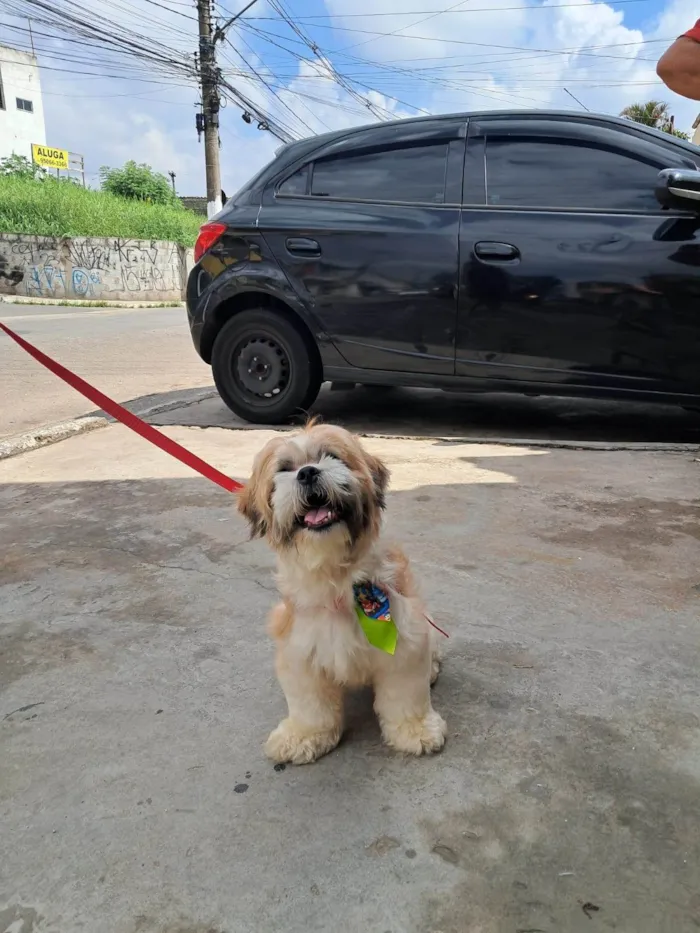 Cachorro ra a Lhasa Apso idade 1 ano nome Fred