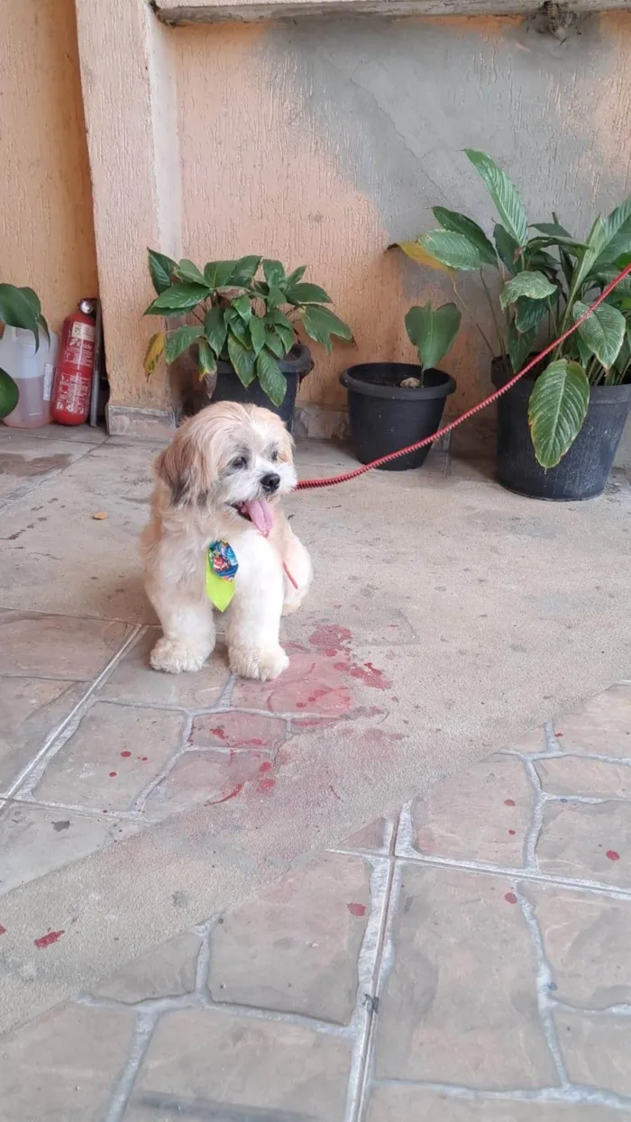 Cachorro ra a Lhasa Apso idade 1 ano nome Fred