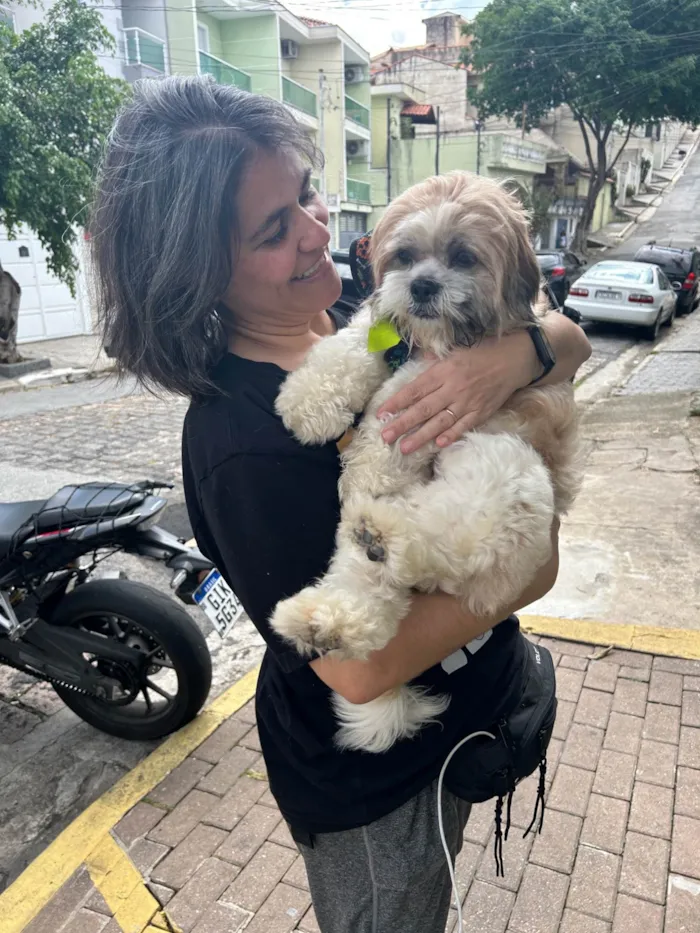 Cachorro ra a Lhasa Apso idade 1 ano nome Fred