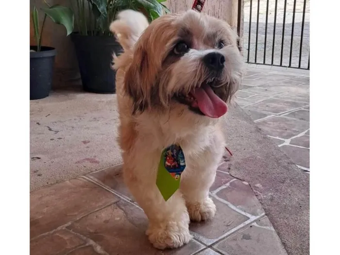 Cachorro ra a Lhasa Apso idade 1 ano nome Fred