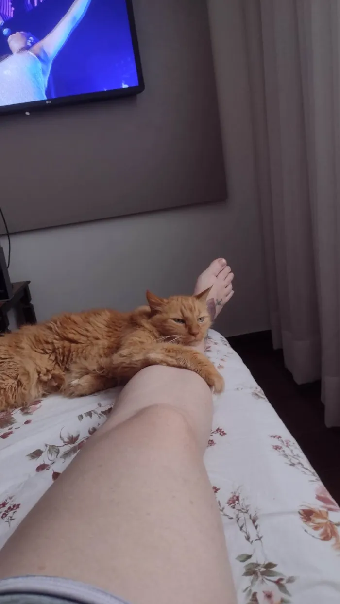 Gato ra a SRD-ViraLata idade 6 ou mais anos nome Julio