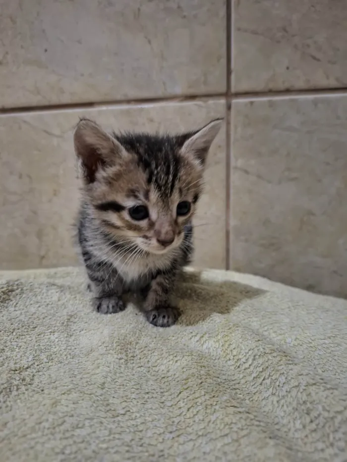 Gato ra a American Shorthair idade 2 a 6 meses nome zuli