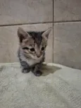 zuli