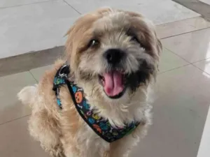 Cachorro raça Lhasa Apso idade 1 ano nome Fred