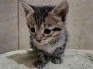 Gato raça American Shorthair idade 2 a 6 meses nome zuli