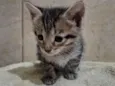 zuli