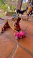 Tico