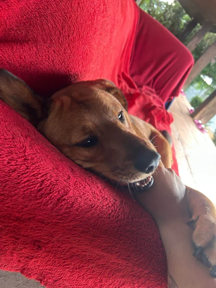 Cachorro ra a SRD-ViraLata idade 1 ano nome Tico 