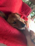Tico
