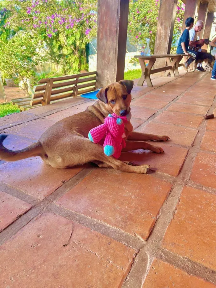 Cachorro ra a SRD-ViraLata idade 1 ano nome Tico 