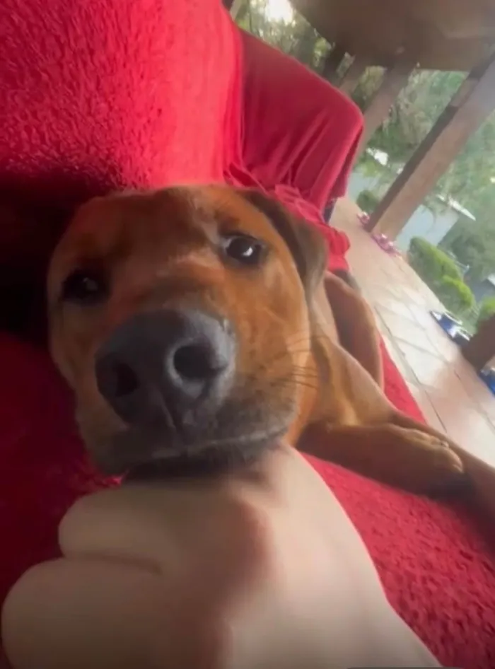 Cachorro ra a SRD-ViraLata idade 1 ano nome Tico 