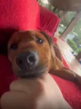 Tico