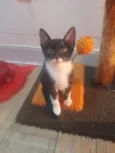 Naila