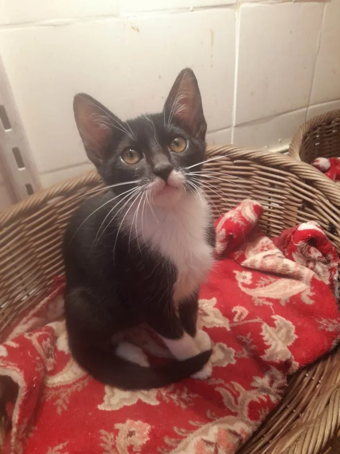 Gato ra a SRD-ViraLata idade 2 a 6 meses nome Naila